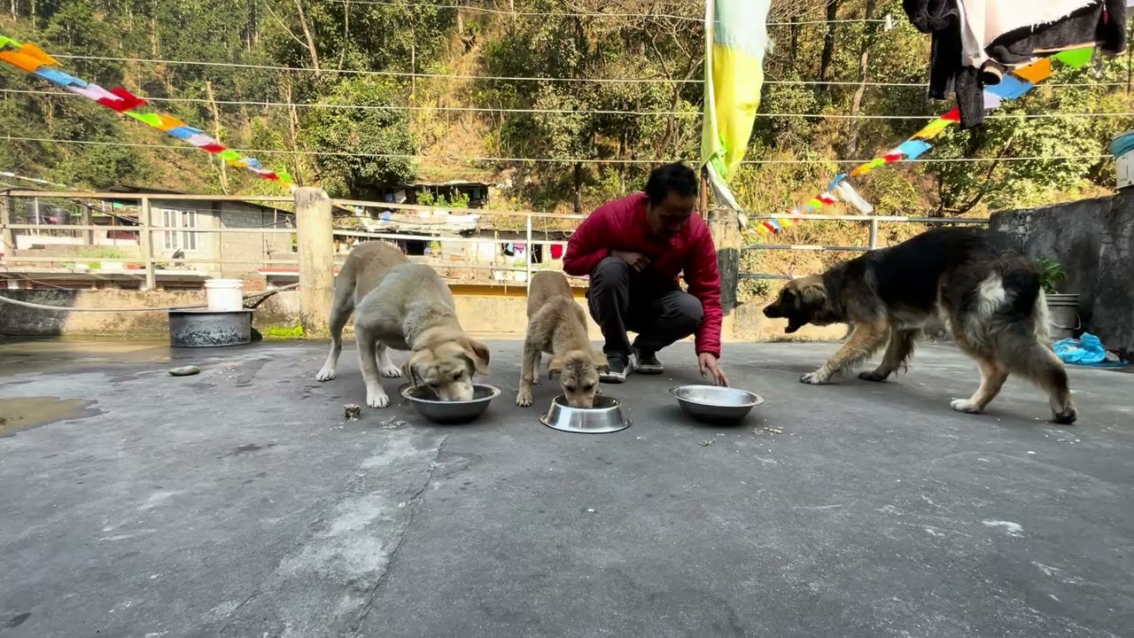 खाना खाने समय 🐶कान्छि,काली र खैरे🐶🍲#Lunchtime#doglover