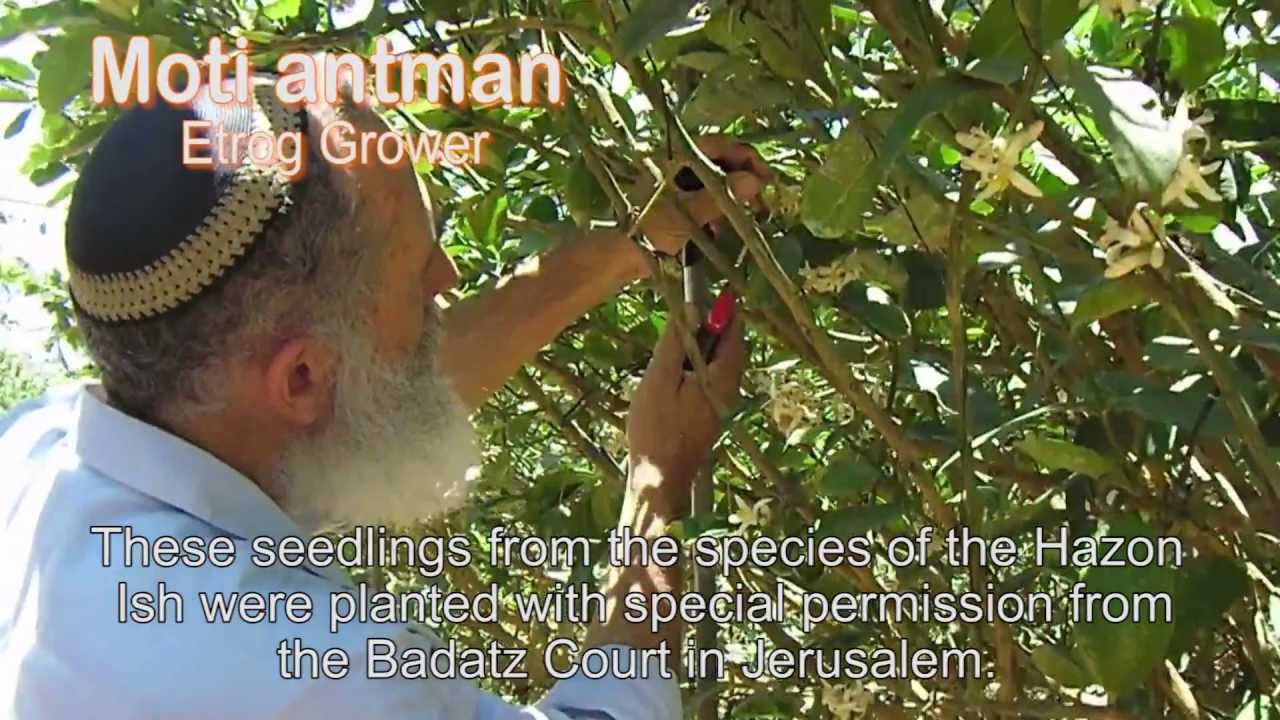 Etrog Center - Lulav and Etrog Wholeseller