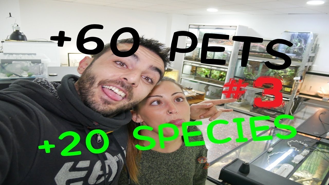 REPTILE ROOM TOUR 2017 - Okidoki Reptile House (Parte 3)