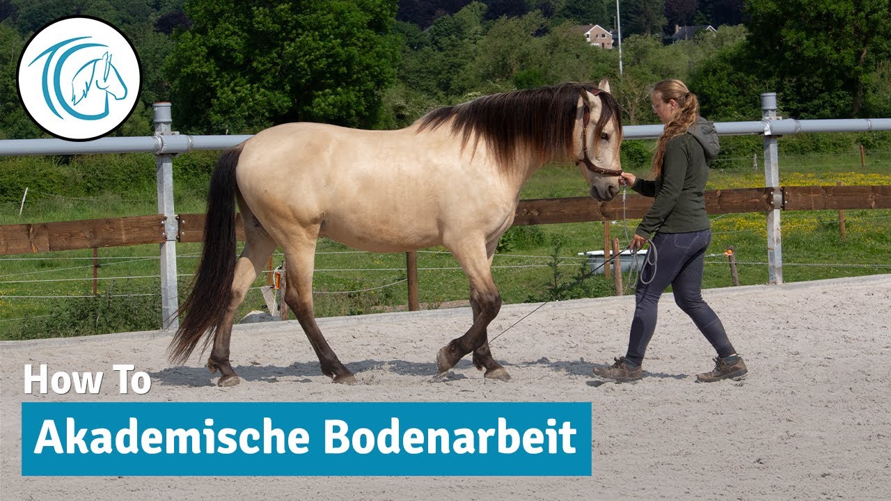 Die Frontposition erklärt - Einstieg in die Bodenarbeit der Akademischen Reitkunst