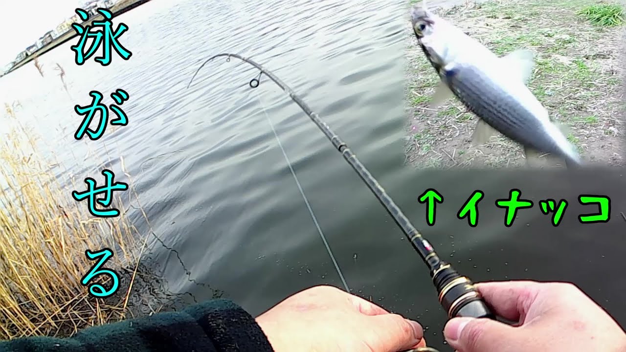 イナッコが大量に居たので泳がせ釣りをしてみた【鶴見川】　20220304