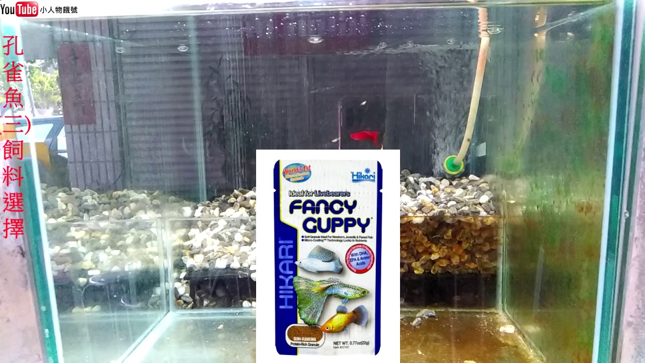 孔雀魚教學(四)飼料會影響到成長喔!!!!!