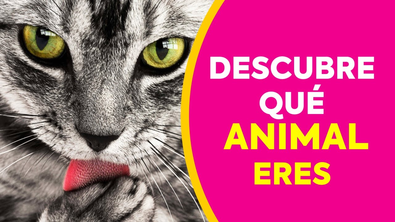🌟DESCUBRE Qu&eacute; ANIMAL ERES Seg&uacute;n tu PERSONALIDAD Test divertidos de Personalidad 🌟Fabulosos Test 2021