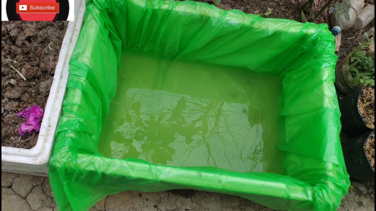 Eel fish growing on  waste container. part 1