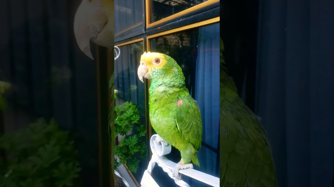 LORO DICE GUERO | LORO CABEZA AMARILLA HABLANDO | LORO HABLA #Shorts #parrot #funnyparrot #viral