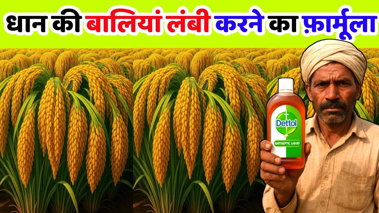 धान की बालियां निकलने से पहले करें ये खास चीज का स्प्रे | dhan ki bali lambi kaise Karen 