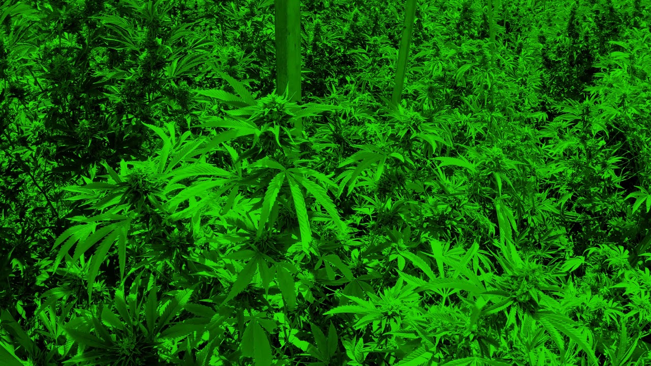 Prince Far-I Plant Up (RASTA) [4K]