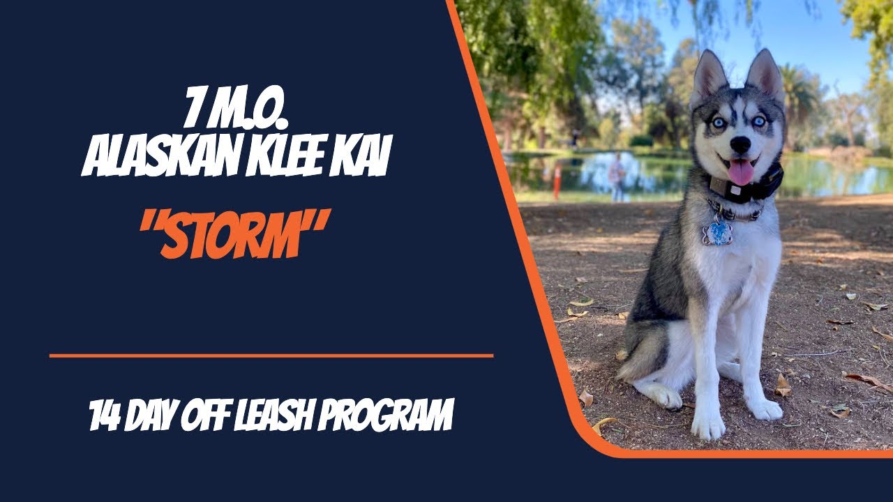 ALASKAN KLEE KAI / DOG TRAINING 🐶🦮Off leash Dog Training / Obedience Training 🦮🐶