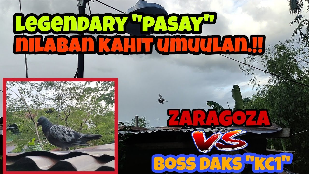 PASAY MULING NAPA LABAN! | KC1 VS ZARAGOZA | KARERA NG KALAPATI