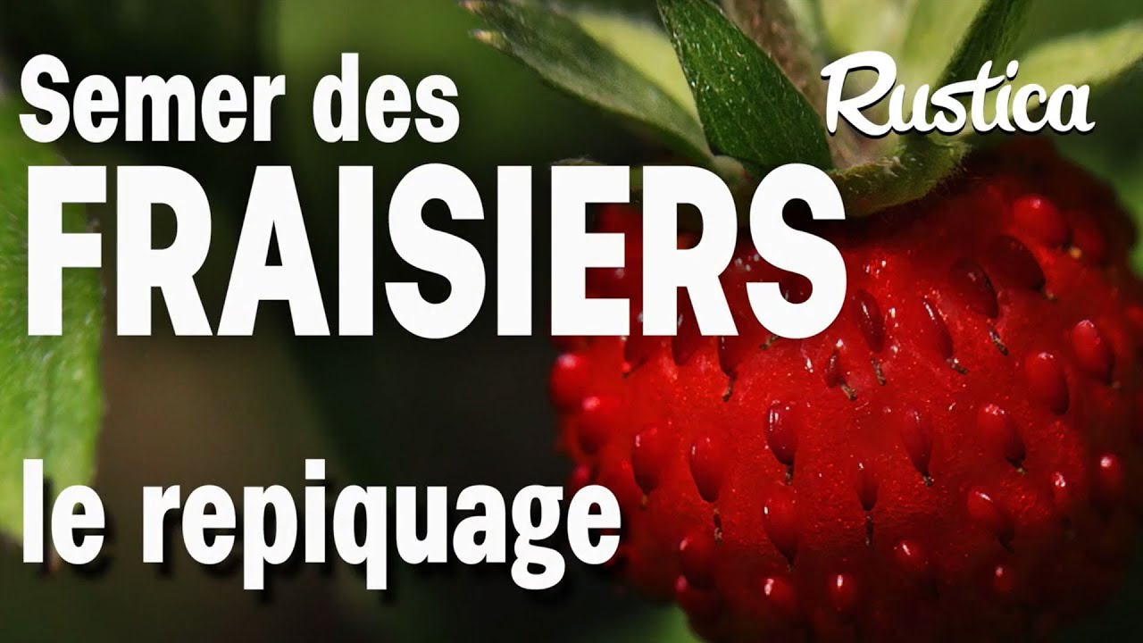 Repiquer des fraisiers dans une jardini&egrave;re