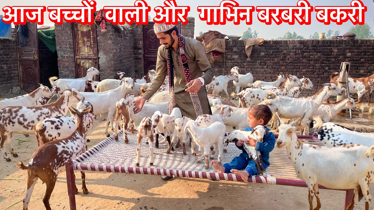 Habibi Goat Farm Moradabad Up आज बच्चों वाली और  गाभिन बरबरी बकरी
