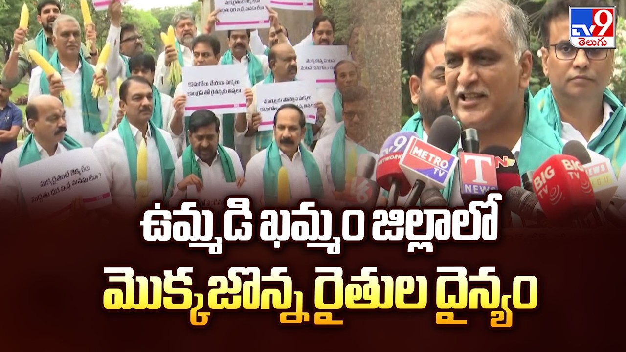 Maize Crop Destroyed! Farmers in United Khammam District Demand Immediate Help - TV9
