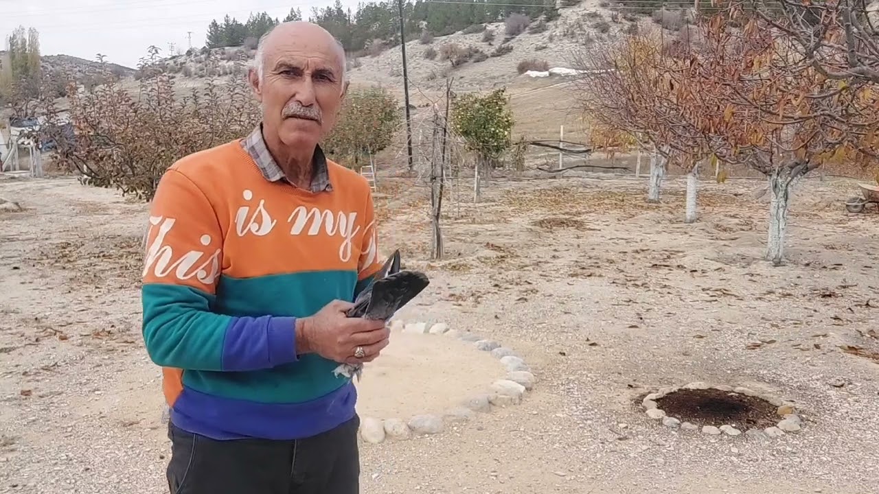 Konya KUŞU  Benekli GÜLÜMSÜ 