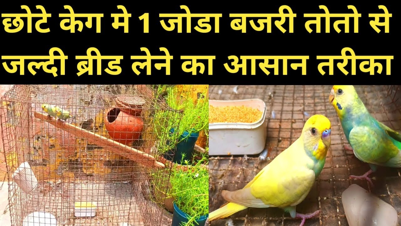Bajri Toto Kai 1 Jode Se Jaldi Breed Kase Lai | How To Breed Single Pair Budgies Fast  #budgies