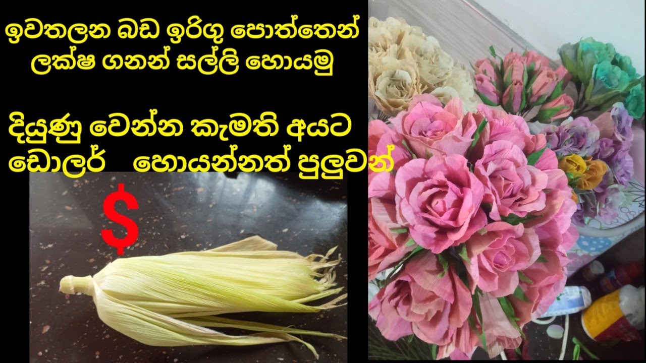 බඩ ඉරිගු පොත්තෙන් ඩොලර් හොයමු
