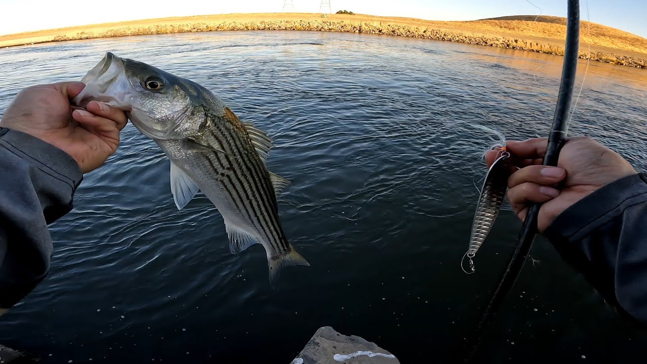 Early Fall Striper Fishing | O'NEILL FOREBAY