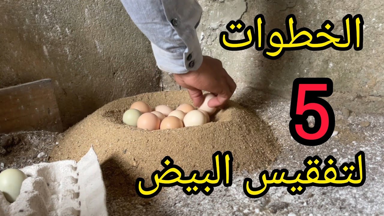 الخطوات الخم--------5--------س لتفقيس البيض بنجاح 🐣