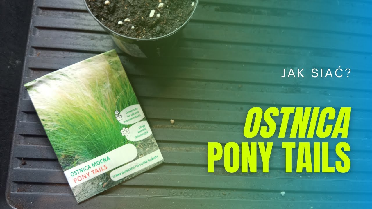 Jak siać ostnicę? Ostnica mocna Pony Tails – wysiew nasion na rozsadę. Porady ogrodnicze