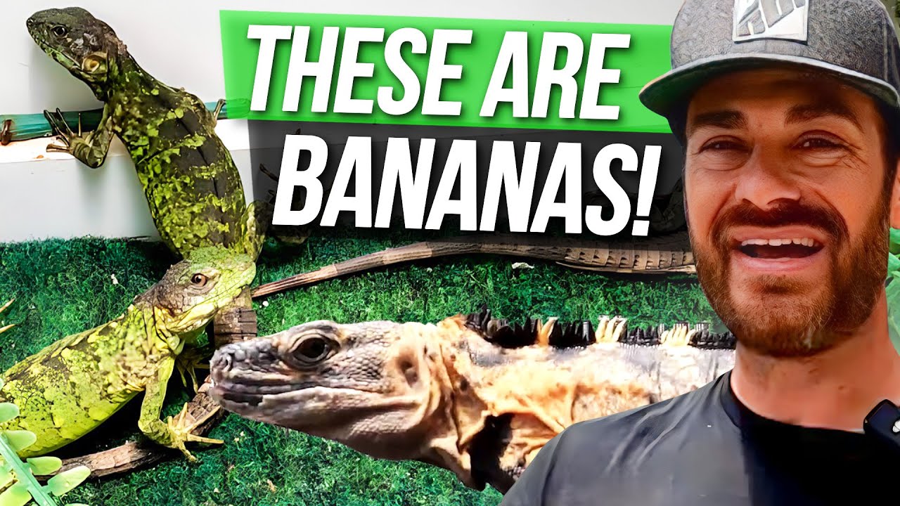 Sam's Iguanas are OFF the CHARTS!
