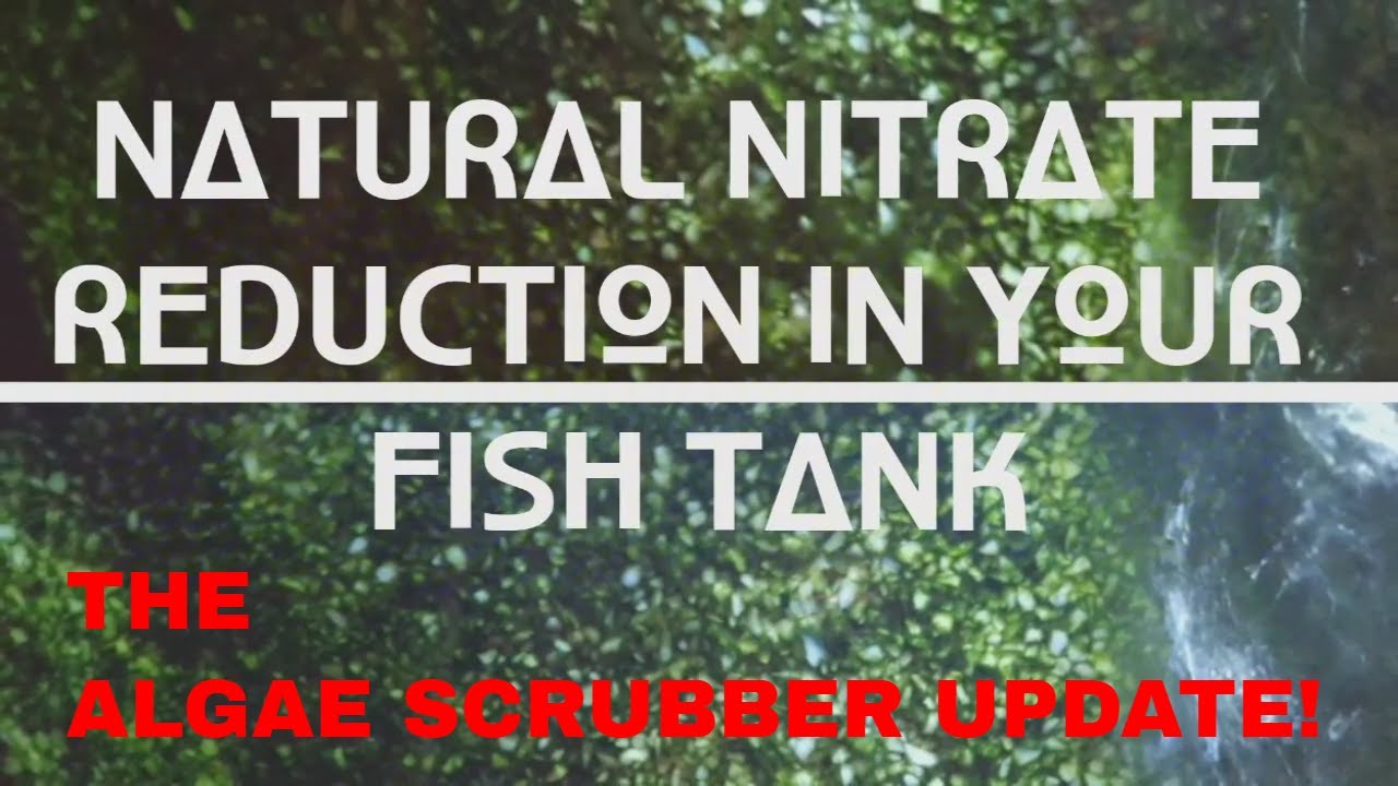 Reducing Fish Tank Nitrates Naturally - ALGAE SCRUBBER UPDATE!