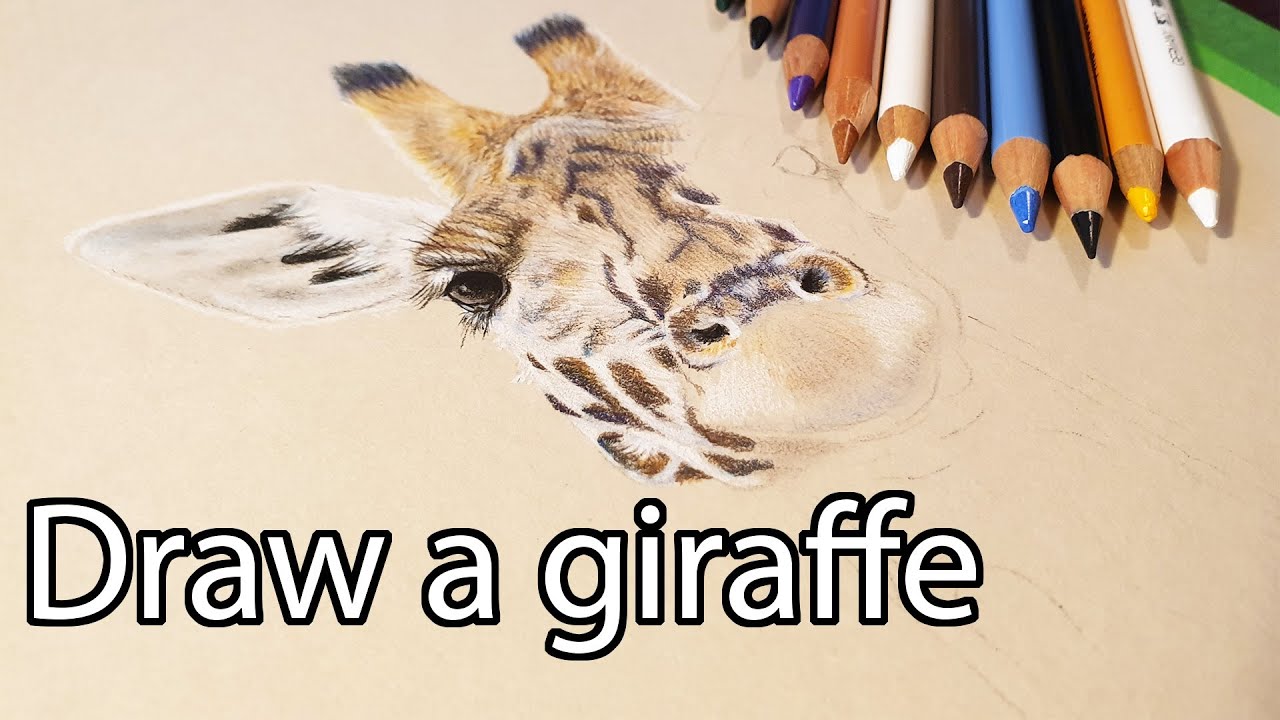 DRAWING A GIRAFFE with coloured pencils. Drawing fur with Polychromos and Prismacolor colour pencils