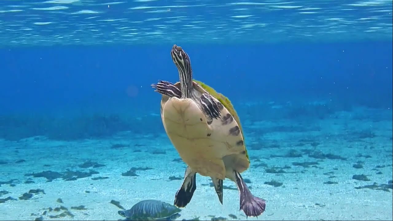 Water Turtles of Central Florida and Trout Lake