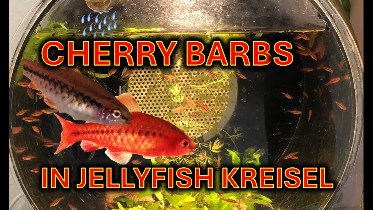 Breeding Cherry barbs in a Jelly kreisel