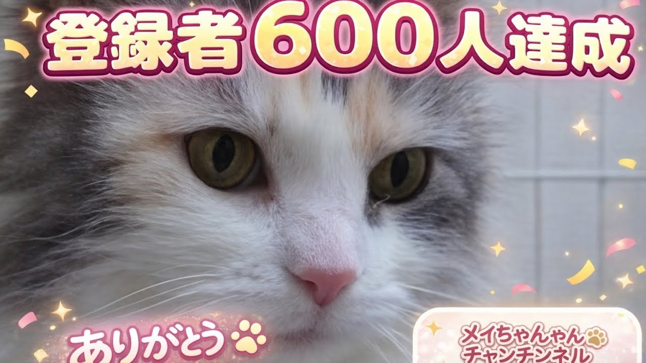 登録者６００人達成しました🐱ありがとうございます！