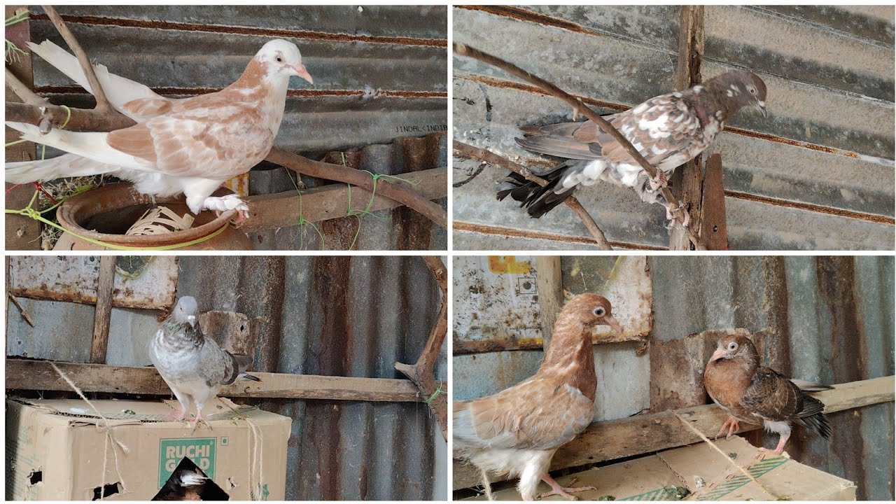 কবুতর সেল করবো 🕊️