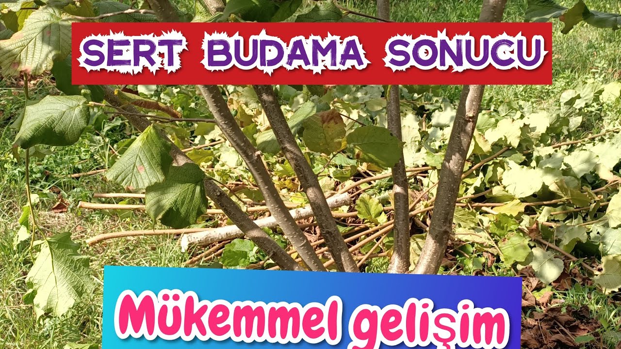 Sert budama 2.yıl sonucu
