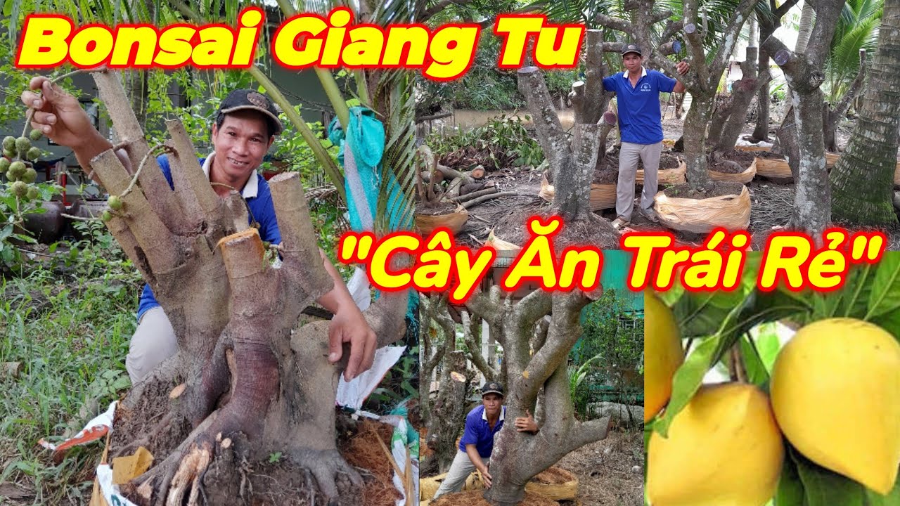 Giang Tu | #0983292921 | Cây Ăn Trái Lớn Đẹp Giá Rẻ Vú Sữa, Sung, Lêkima, Chôm Chôm, Nhãn, Khế, Lăng