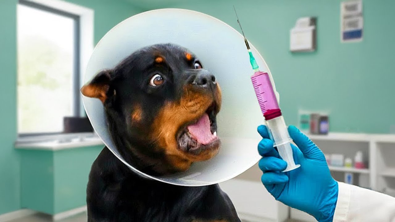 Perros Súper Dramáticos en el Veterinario 😂 Vídeos de Perros Graciosos