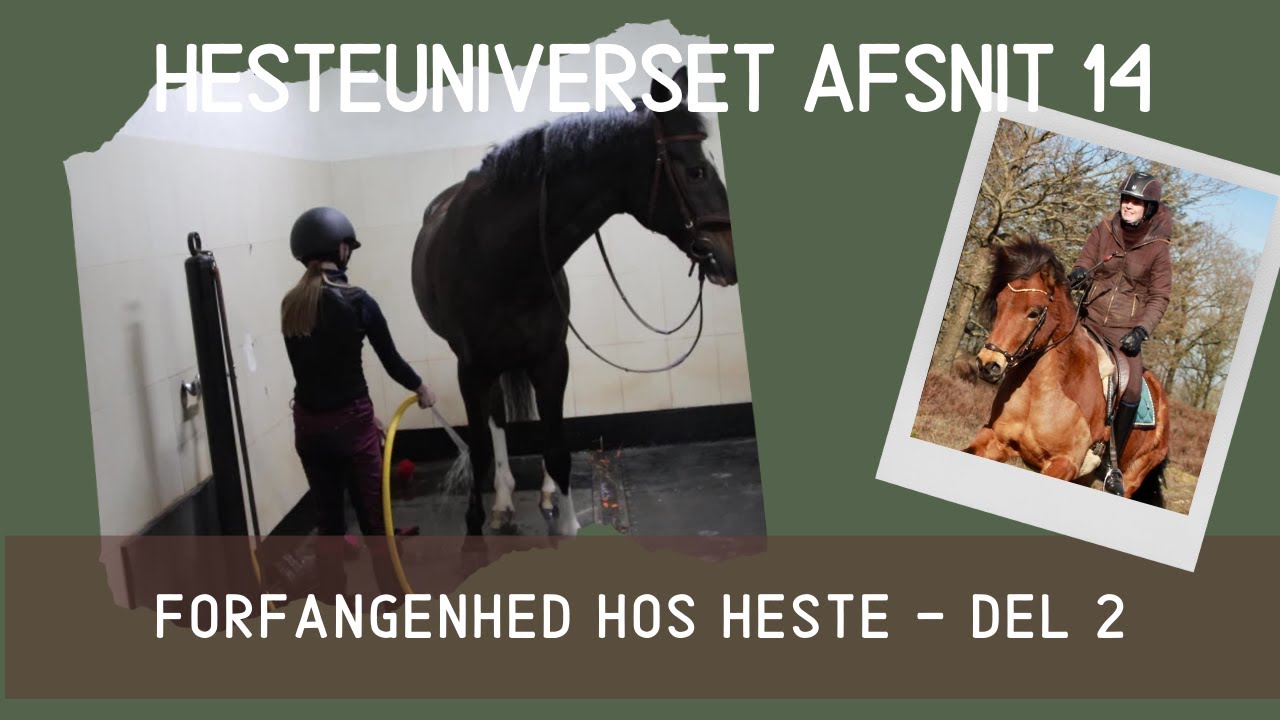 HesteUniverset Afsnit 14 - Del 2 af forfangenhed hos heste