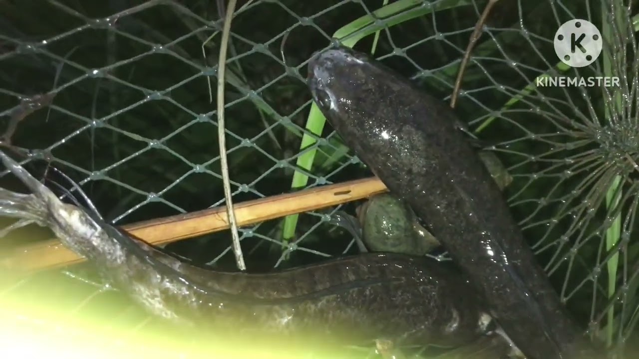 Fishing videos, fishing traps, FishingVDs