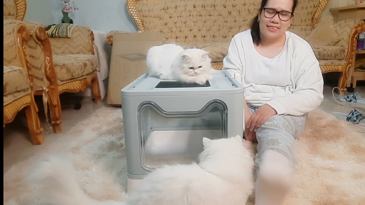 bonding with my 3 white cats /lucille realitytv