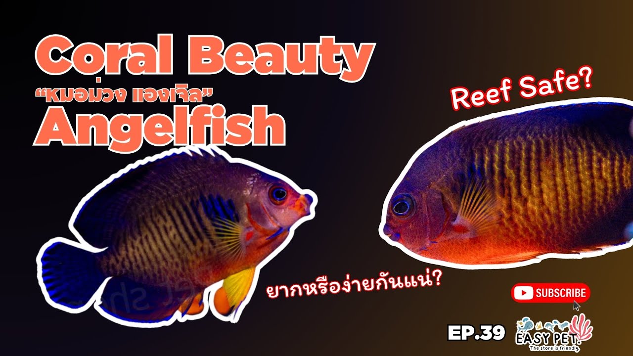 EP.41 หมอม่วง แองเจิล | Coral Beauty Angelfish  สีม่วง–ส้มตัดกันสวย ดูแล้วสะดุดตาทุกมุมตู้ 💜🧡🐠