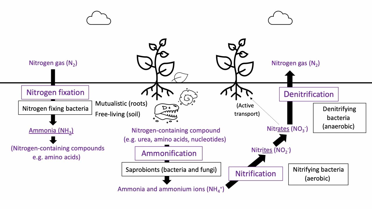 Nitrogen cycle updated: A level Biology