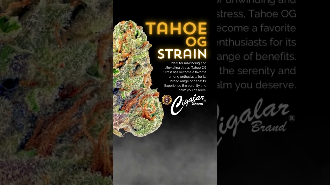 Tahoe OG Strain
