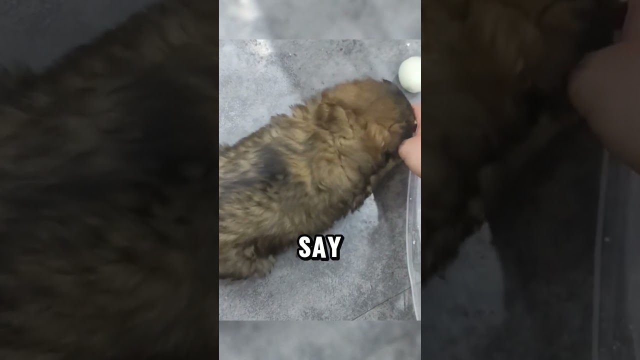 Abandoned Puppy Runs to Strangers for Help | Heartwarming Rescue Story #heartwarmingrescue #love