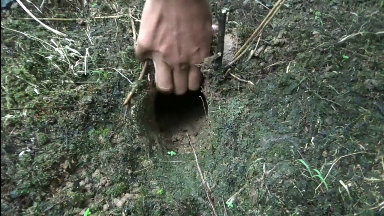 Ciri ciri sarang tikus yang sudah di huni ular pendek buat para pemula