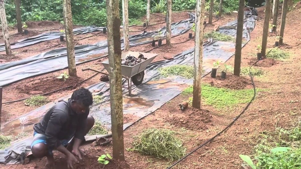 കുരുമുളക്  തയ്യ് നടുന രീതി