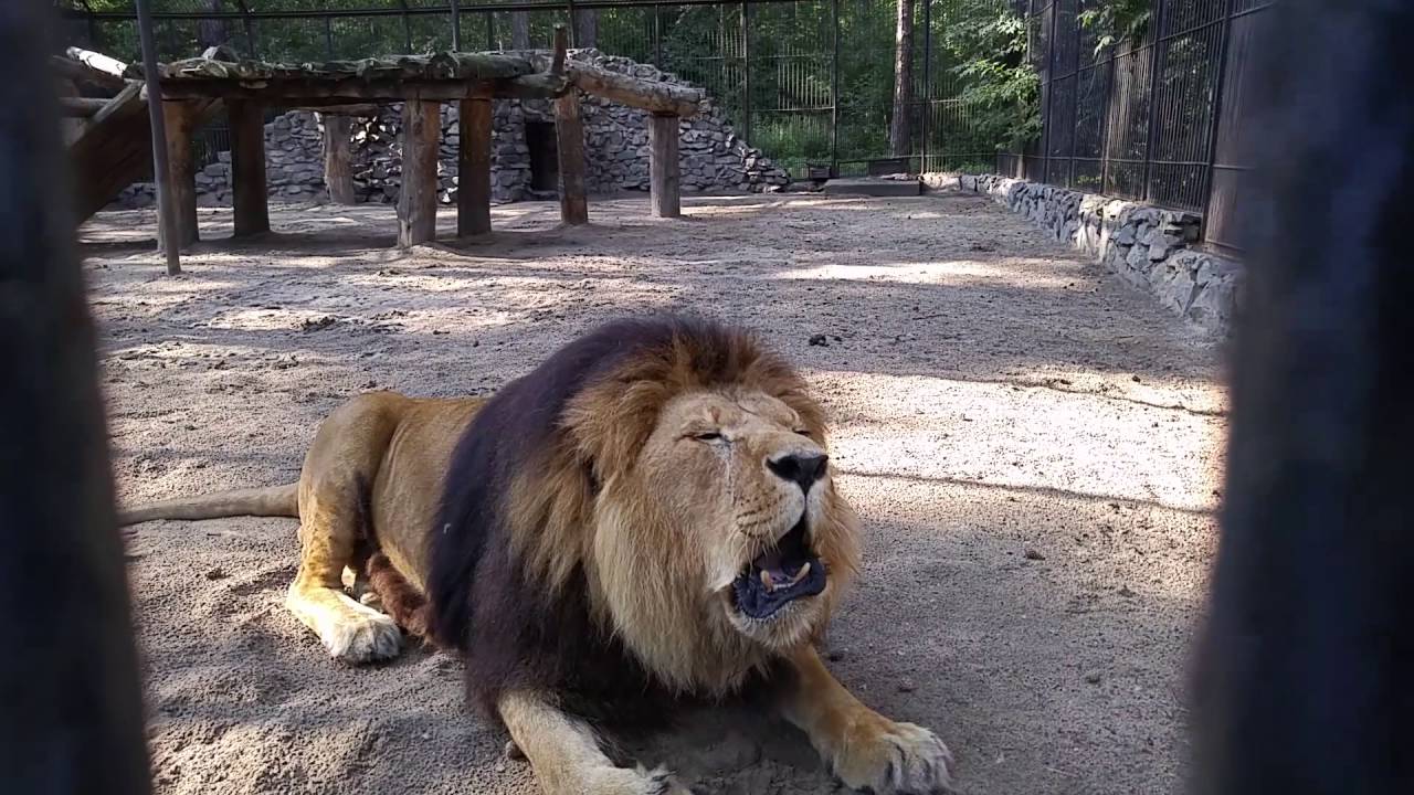 Лев рычит. Новосибирский зоопарк