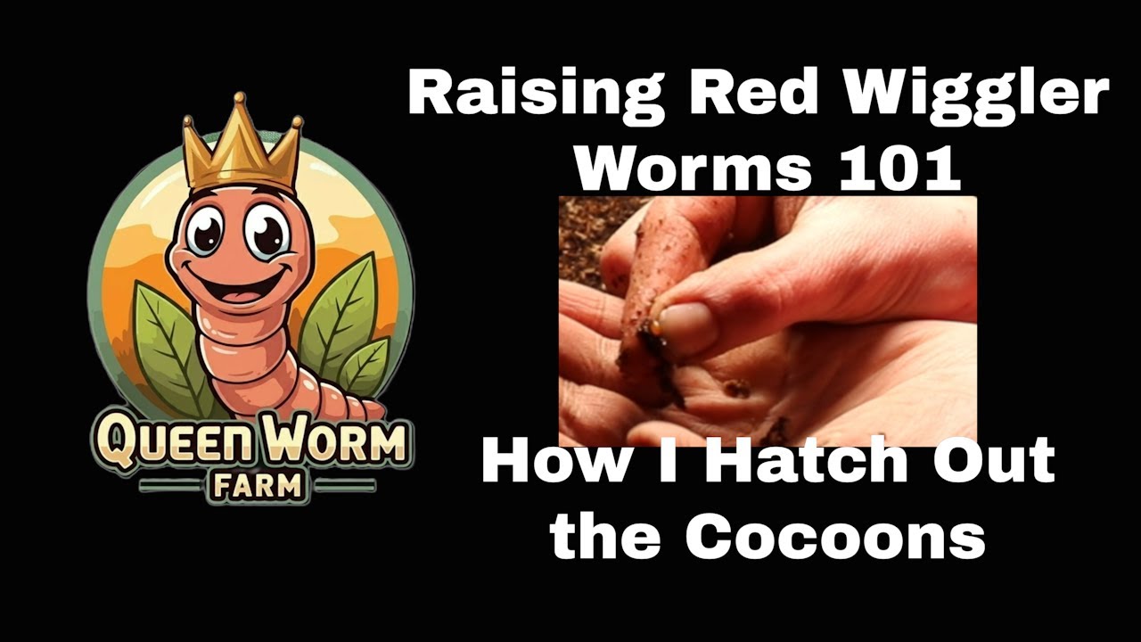 How I Hatch Out My Red Wiggler Worm Cocoons