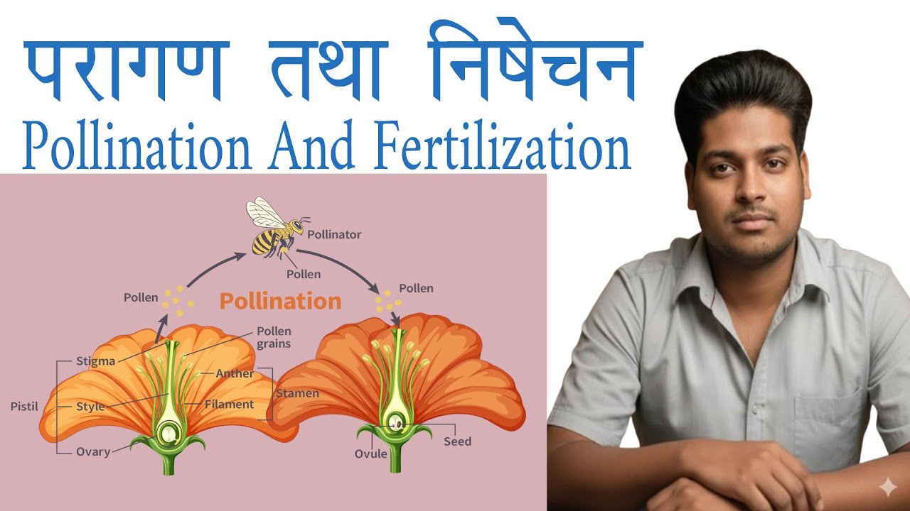 परागण और निषेचन | परागण के कारक | परपरागण | स्वपरागण |POLLINATION AND FERTILISATION