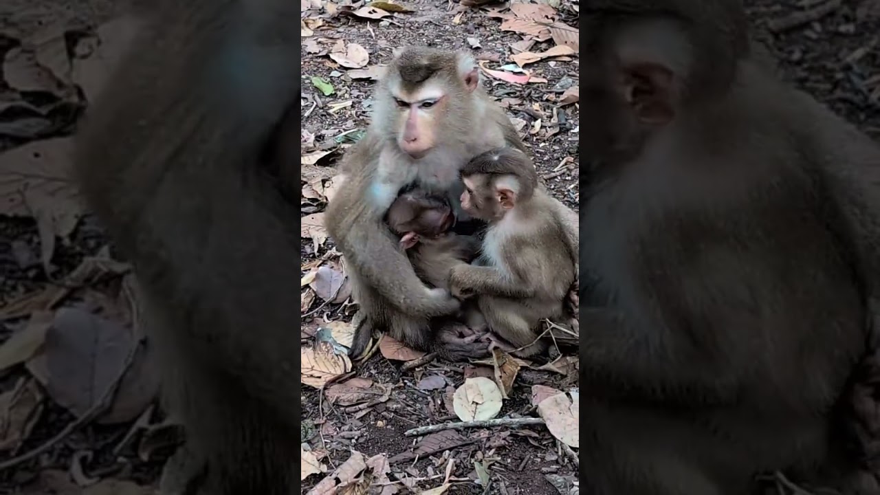 Best Friends Forever: Luna, Lynx, and the Monkey Troop #02 