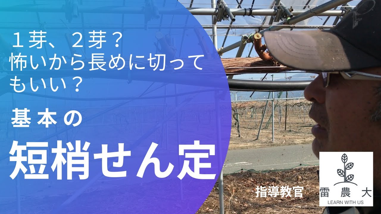 【ぶどうの栽培基礎】＃4　短梢せん定の基礎【ナガノパープル】
