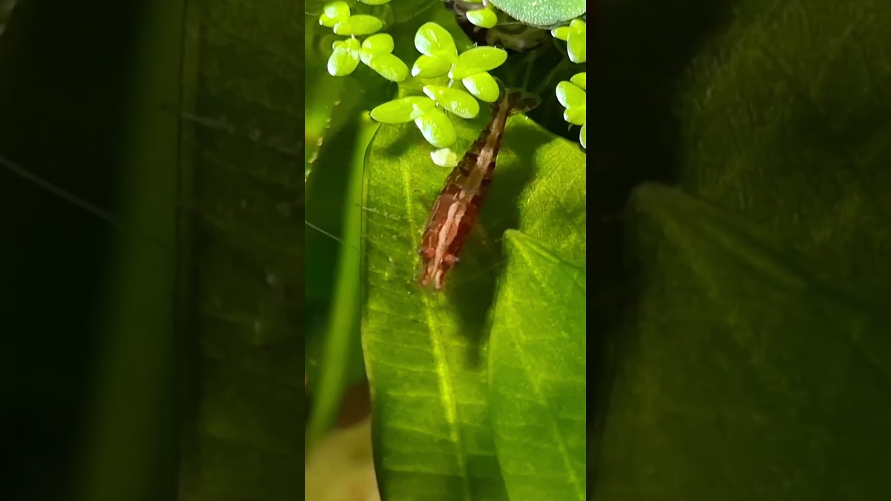 Cherry shrimp squad out and about. 