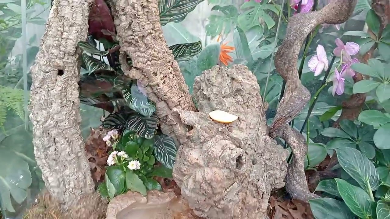 sceloporus malachiticus