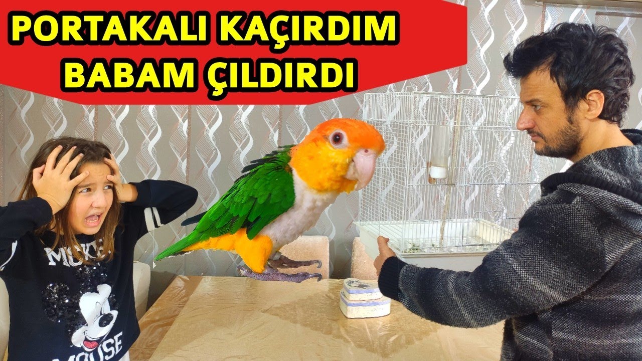 KIŞKIRTMA YANLIŞLIKLA PORTAKALI KAÇIRDIM ÇOK KÖTÜ OLDU