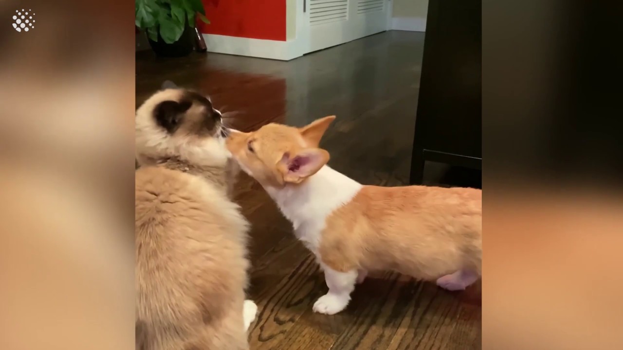 Cat and corgi puppy become best friends during lock down